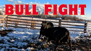 Big purchase & Bull fight!!!