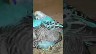 Budgies | Pets: Wild At Heart | Partridges lover