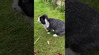 Bunny Thump and growl! Angry bunny #lopearbunny #bunny #rabbit #dwarflop #pet