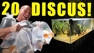 20 Discus added to planted fish tank aquarium!