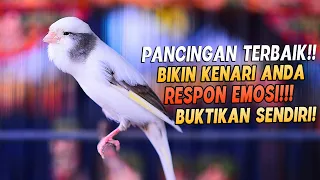 PANCINGAN Kenari GACOR PANJANG Cuit CUIT EMOSI ini AMPUH utk MASTERAN Kenari PAUD belajar BUNYI |16|