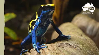 The cutest frogs you've ever seen! | Australia Zoo Life