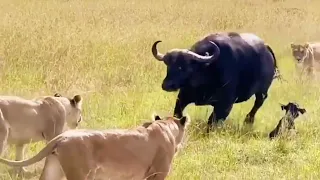 Mother Buffalo Gives Birth To Baby But Killed By Lions - Lion vs Buffalo Battle is no...