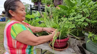 Green Herbs-Tshuaj Ntsuab