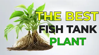 POTHOS GUIDE for HEALTHY FISH TANK