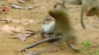 Tonns and i monkey dance monkeys best moment BBC earth monkey 🐒discovery india net geo wild