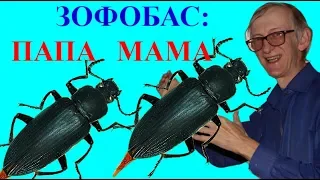 Мама и Папа Жука Суперхрущака Зофобаса: Как Дела?