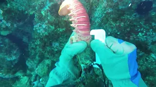 October 2018 Lobster Dives