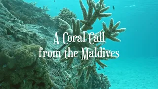 A Coral Call from the Maldives Teaser