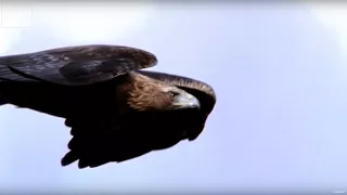 Golden Eagle vs. Hare | Deadliest Showdowns | Earth Unplugged