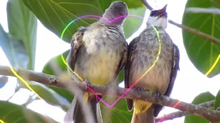 So beautiful Birds❤️😘😍 | Amazing nature and Birds living! #116 #lovely bird #beautiful bird!