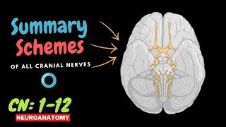 Mastering the 12 Cranial Nerves - Quick Memory Schemes Recap