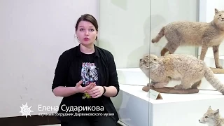 Манул | редкие и исчезающие виды животных России