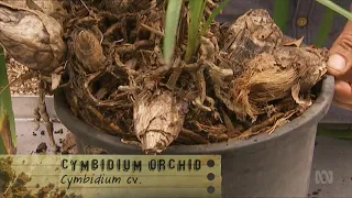 Dividing Cymbidium Orchids Gardening Australia ABC