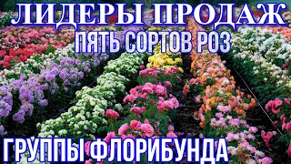 Лидеры продаж. Пять сортов роз группы флорибунда.