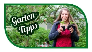 Aussaat & Gartentipps im Mai 🍅 Tomaten in Kübeln, Töpfen anbauen 🥒 Tipps zur Paprika Gurken Bohnen