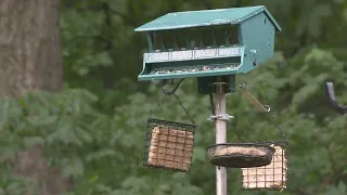 Mystery illness continues killing birds; Tri-State residents asked to take down feeders