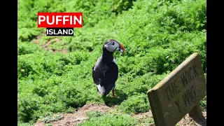 The Puffins of Skomer Island, Wales.