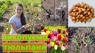 ВИКОПУВАННЯ ТЮЛЬПАНІВ 🌷 КОЛИ, ЯК ТА ДЛЯ ЧОГО ❓