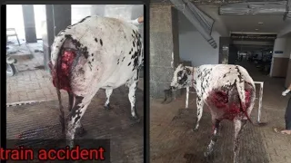 cow train accident [treatment] veterinary  hospital