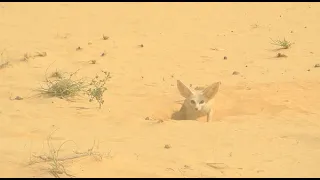 NIGER : LA FAUNE SAUVAGE ET DISCRÈTE DU DÉSERT DANS LES CAMÉRAS