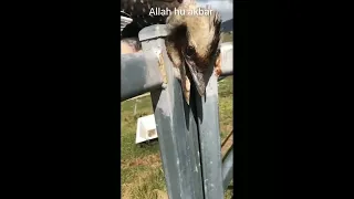 Woman Rescues Kookaburra Bird with Head Stuck in Fence #trendingshorts #viral #subscribetomychannel