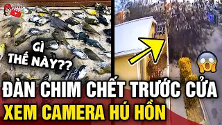 Phát hiện 'CẢ TRĂM CON CHIM' chết trước cửa, chủ nhà XEM CAMERA phát hiện cảnh khó tin | Tin 3 Phút