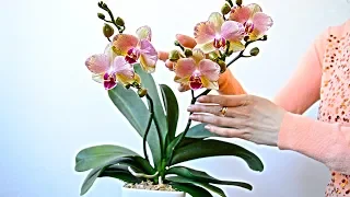 Что делать чтобы орхидеи всегда цвели # орхидеи уход для цветения