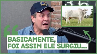 COMO SURGIU A RAÇA NELORE MOCHO NO BRASIL #Agro360Podcast