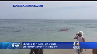 Shark Attacks Seal Near Surfers Off Cape Cod Beach