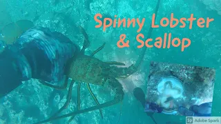 【Lobster & Scallop】Catch and cook: diving for California spiny lobster and rock scallop