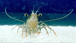 Facts: Shrimp