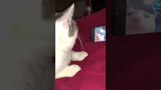 Cat vibes to cat vibing to Rocket League intro