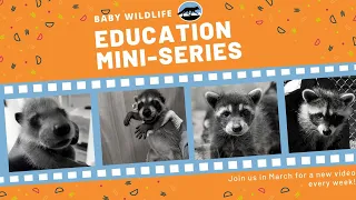 Baby raccoons - how to help if you find them alone