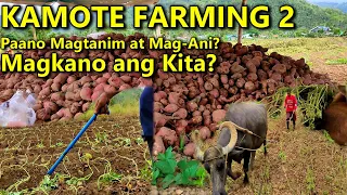 KAMOTE Farming:Paano Magtanim at Mag-ani?Magkano Kikitain 2?