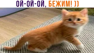 ОЙ-ОЙ-ОЙ, БЕЖИМ! ))) Приколы с котами | Мемозг 1165