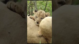 Cute Cub Seems to Smile After Drinking Milk #shorts #cute #lion #cubs #babyanimals