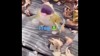 Frog 🐸 7