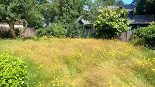 OVERGROWN Lawn HASN'T Been Touched ALL YEAR! 3 Foot Tall Grass! Lawn Transformation #Lawn #Stihl