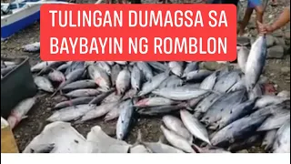 Tulingang Isda O Tuna Dumagsa Sa Baybayin Ng Romblon Kahapon | Lovely Cel Vlogs