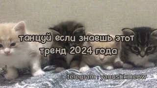 🐱💓 Танцуй если знаешь этот тренд 2024 года 🐱💓 Лучшее тренды Тик Ток 2024 🐱💓