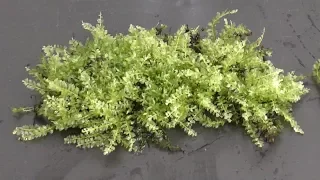 Land Moss for Aquarium