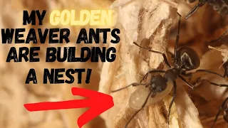 My golden weaver ants are building a nest!!