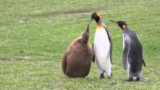 Hungry King Penguin Chick