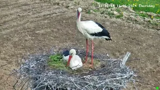 Самец белого аиста принес свежую зелень Male white stork brought fresh greens #online #stork #Kaluga