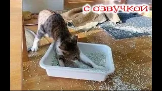 Приколы с котами! Смешные Видео с Котами! Смешные животные - С ОЗВУЧКОЙ!