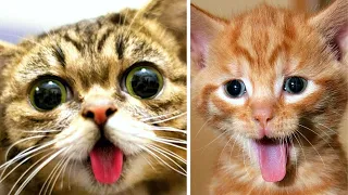 These Cute Kitties Will Make You Laugh Out Loud With Their Funny Antics!