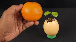 How to grow Orange plant from seeds Fast & Easy Way