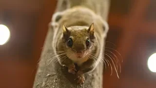 Ask the Aquarium — "Can Flying Squirrels REALLY fly?"