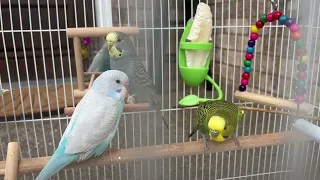 Happy Budgies Sounds,Active,Playing,Calling and beautiful Lucky🩵 Jagger 💚Mia🩶